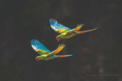 Tráfico ilegal de especies: enemigo de la biodiversidad
